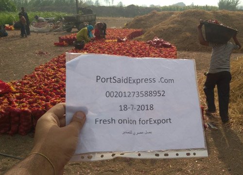 Fresh Egyptian onions gallery