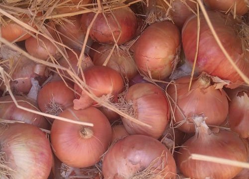 Fresh Egyptian onions gallery