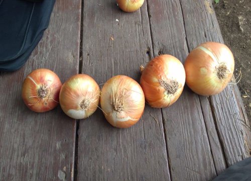 Fresh Egyptian onions gallery