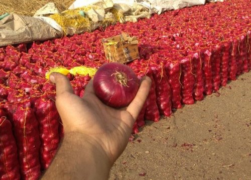 Fresh Egyptian onions gallery