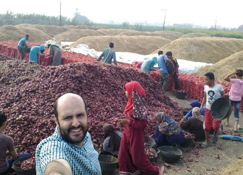 Fresh Egyptian onions gallery