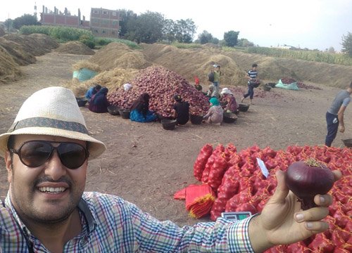 Fresh Egyptian onions gallery