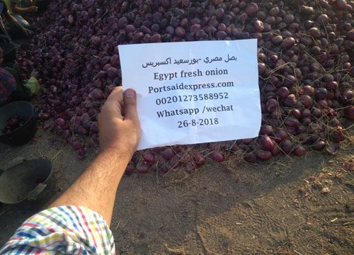 Fresh Egyptian onions gallery