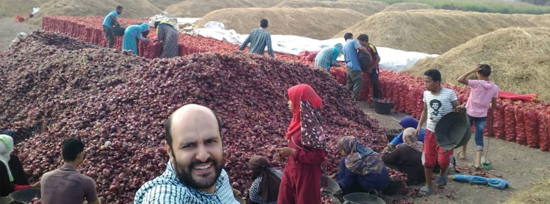 Fresh Egyptian onions ready for export
